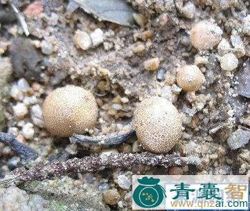 中药材小灰包图片