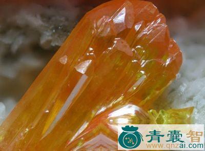 中药材小灵丹图片