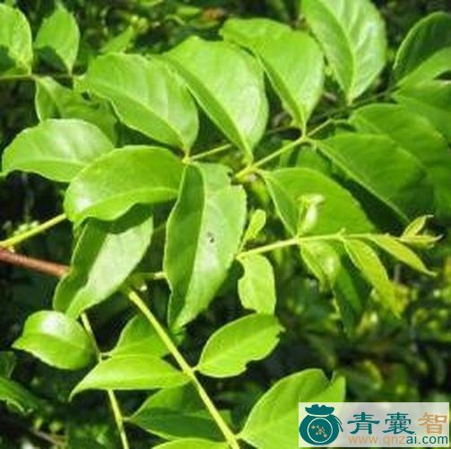 中药材小熊胆木图片