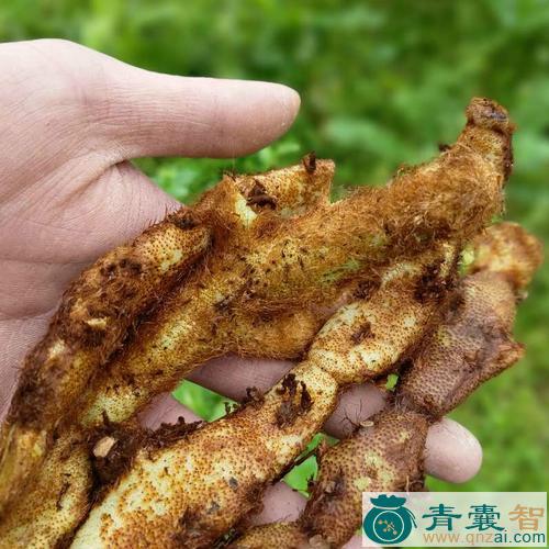 小爬岩姜的性状性味归经以及功效用法-青囊智