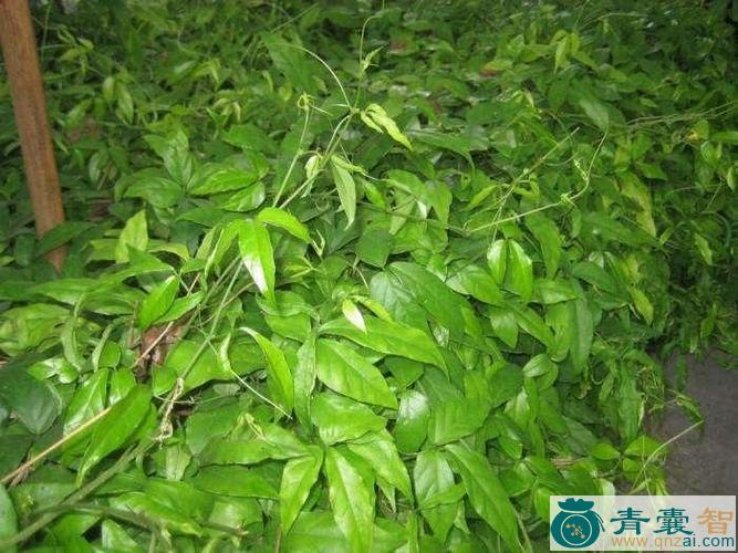 小爬岩草的性味归经以及功效用法-青囊智
