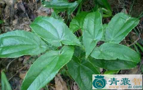 中药材小牛胃花图片