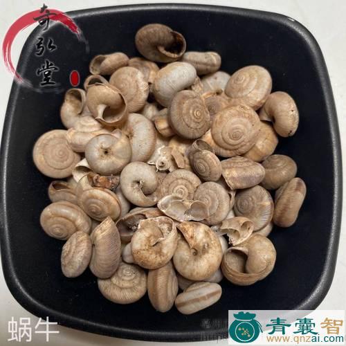 中药材小牛螺图片