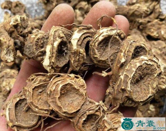 中药材小独角莲图片