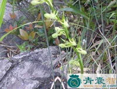 中药材小猪獠参图片