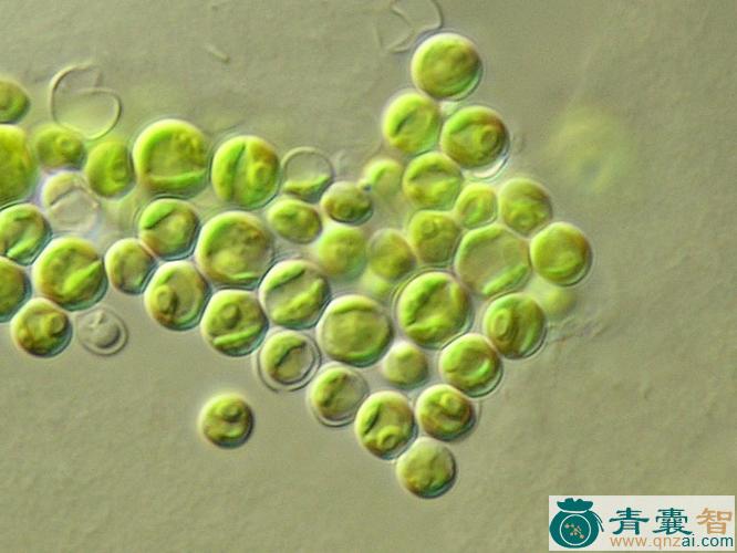 中药材小球藻图片