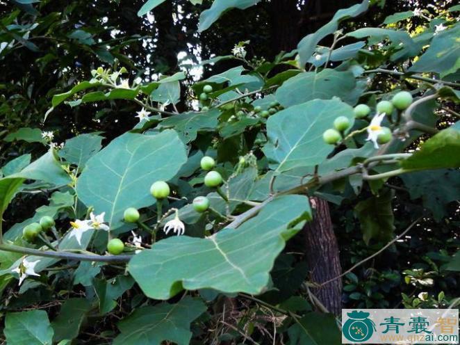中药材小甜水茄图片