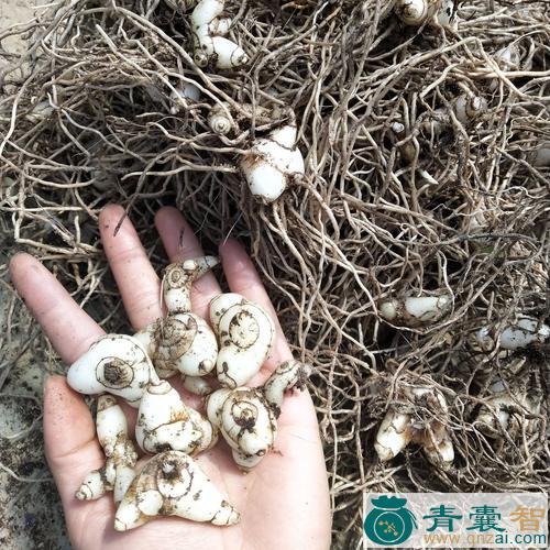 小白撑的性状性味归经以及功效用法和注意事项-青囊智