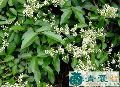 中药材小白蜡图片