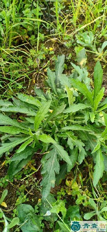 中药材小白酒草图片