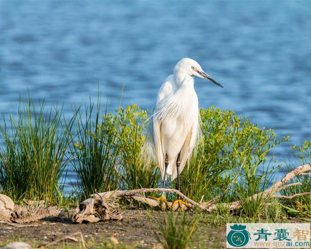小白鹭的性味归经以及功效用法-青囊智