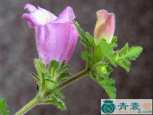 中药材小盐灶菜图片