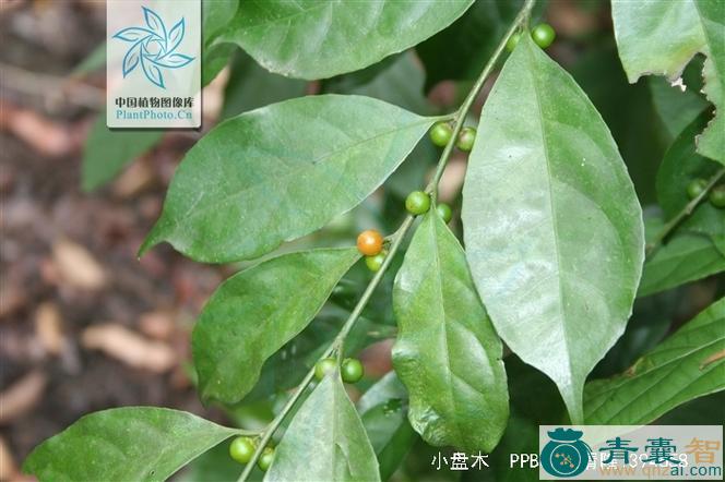 小盘木的性味归经以及功效用法-青囊智