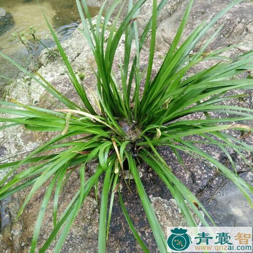中药材小石菖蒲图片