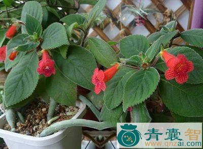 小石蝴蝶的性味归经以及功效用法-青囊智