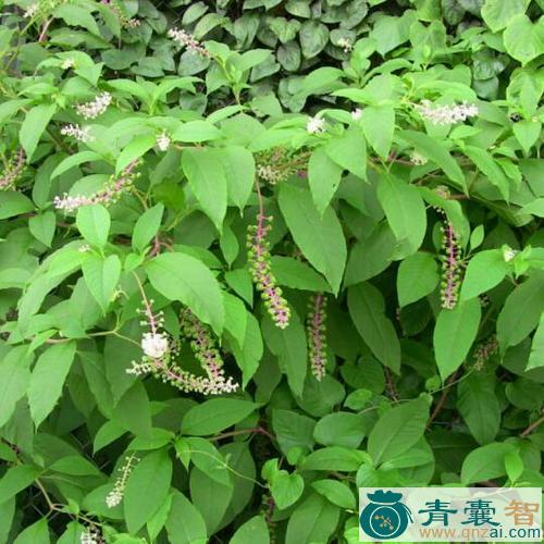 小禾镰草的性味归经以及功效用法-青囊智
