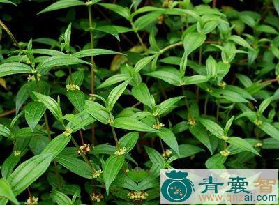 中药材小粘叶图片