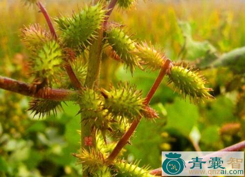 小粘子草的性状性味归经以及功效用法-青囊智