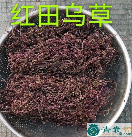 中药材小红草乌图片