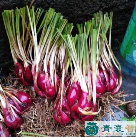 中药材小红蒜根图片