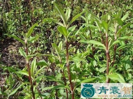 中药材小红蒿图片