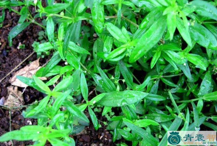 小经刀草-青囊智