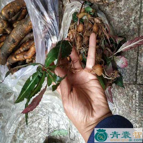 中药材小羊芋图片