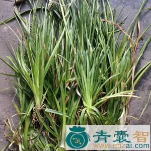 中药材小肺筋草图片