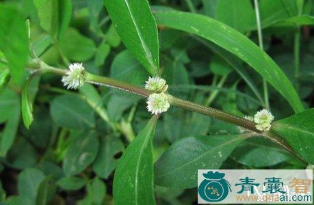 中药材小节节花图片