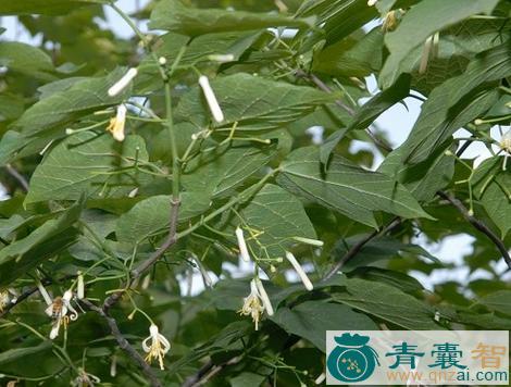 中药材小花八角枫图片