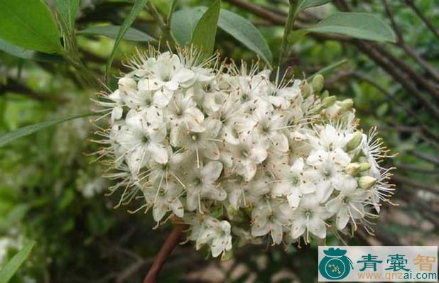 中药材小花满山白图片