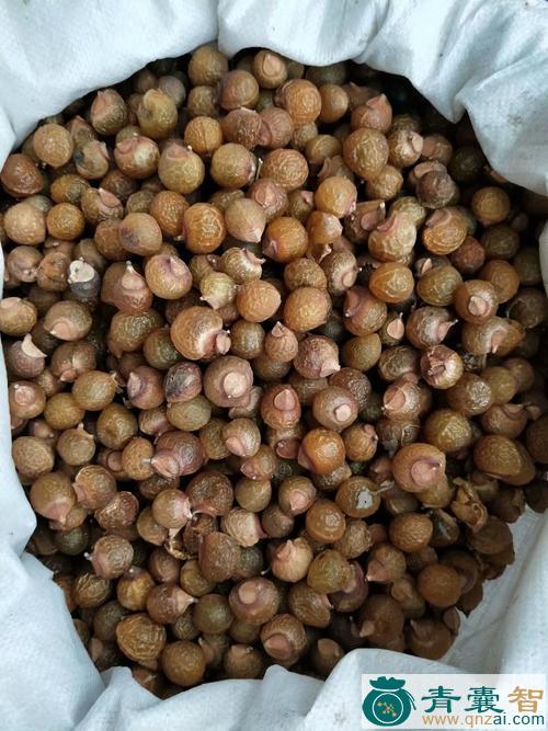 中药材小花老鼠簕果图片