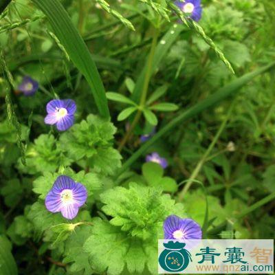 中药材小花青藤图片