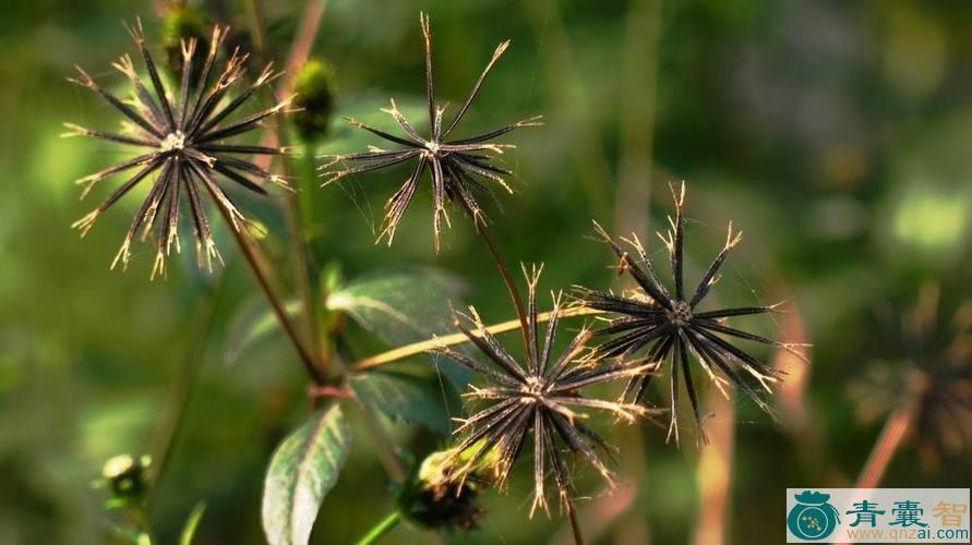 中药材小花鬼针草图片