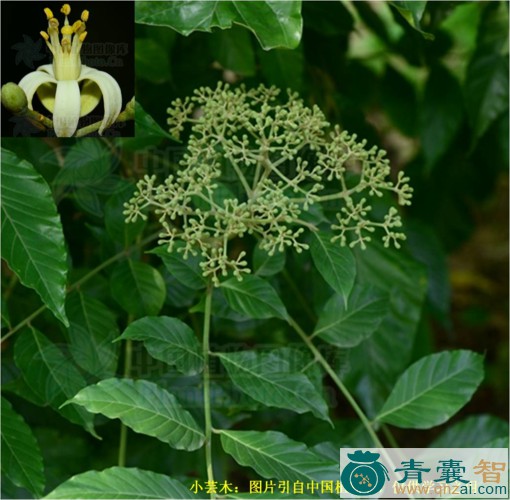中药材小芸木图片