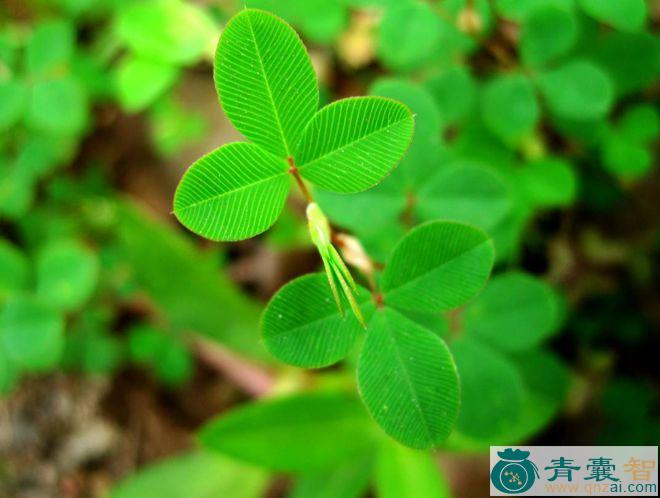 小苍蝇翅草的性状性味归经以及功效用法-青囊智