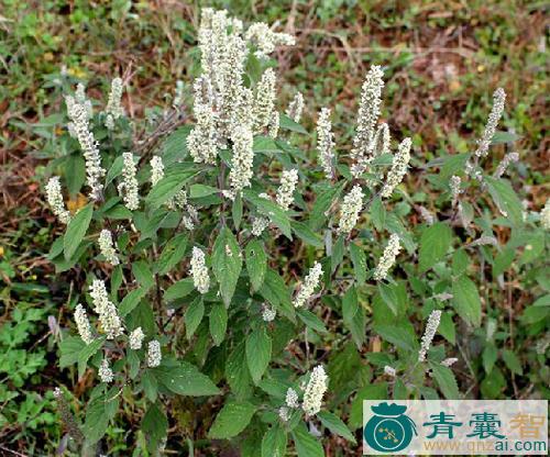 中药材小苏苏棵花图片