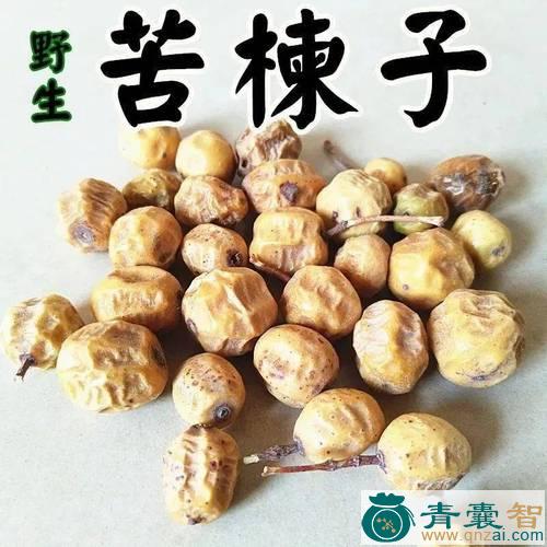 中药材小苦楝图片