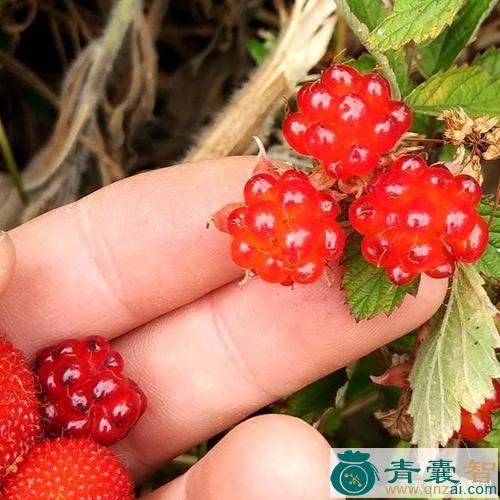中药材小草莓图片