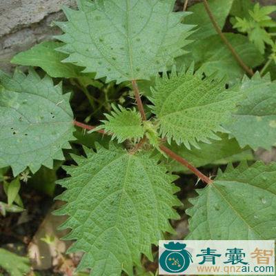 小荨麻的性味归经以及功效用法-青囊智