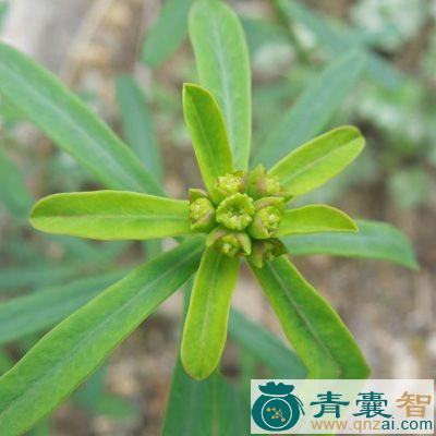 小药木的性状性味归经以及功效用法-青囊智