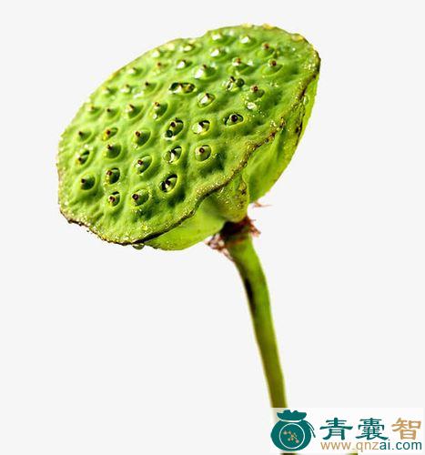 中药材小莲蓬图片