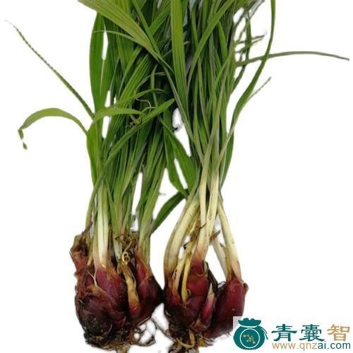 中药材小葱图片