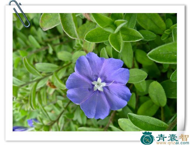 中药材小蓝花图片