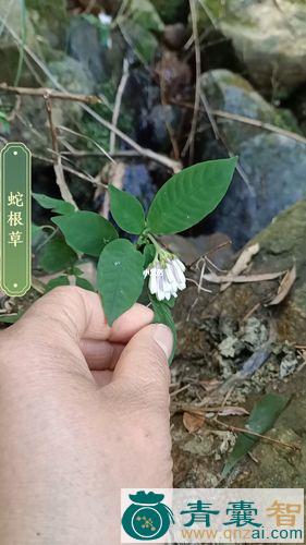 中药材小蛇根草图片
