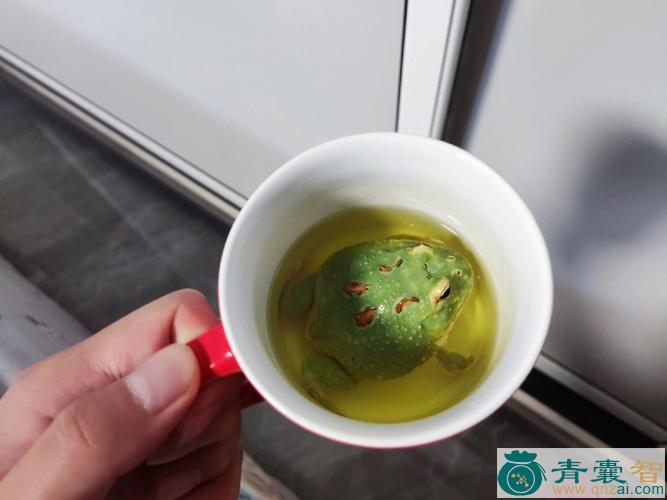 中药材小蛤蟆碗图片