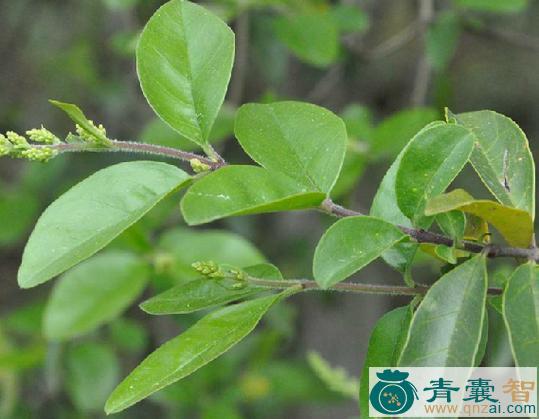 小蜡树的性味归经以及功效用法-青囊智