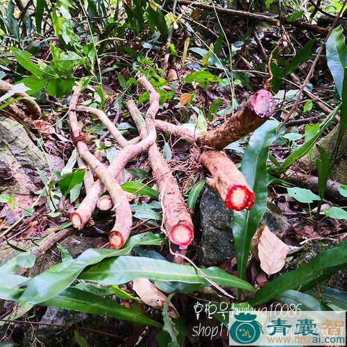 中药材小血藤叶图片