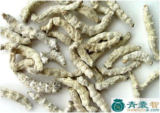 中药材小裂石蚕图片