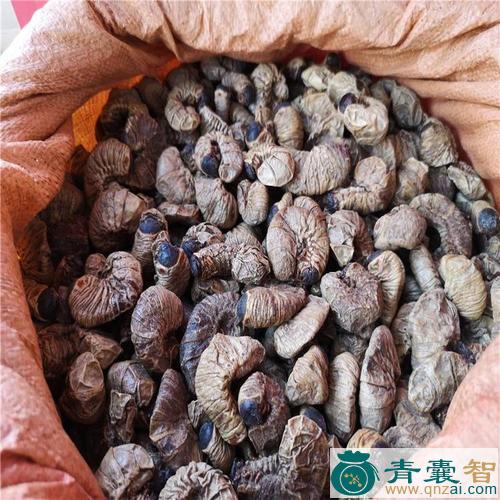 中药材小豆虫图片